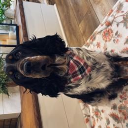 Darla - English Springer Spaniel