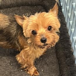 YOLO - Yorkshire Terrier