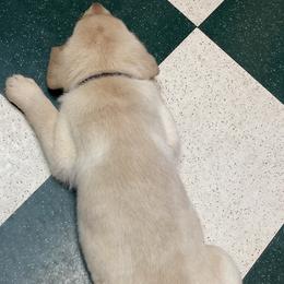 Dilute Retriever Puppies from Virdin’s Silver Labs