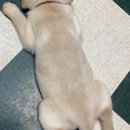 Dilute Retriever Puppies from Virdin’s Silver Labs
