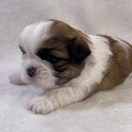 Shih Tzu Puppies from Little Miracles Shih Tzu