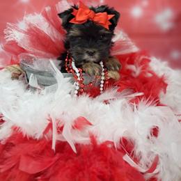 Kelsy - Black and tan female Yorkshire Terrier puppy in Albany, Minnesota from Sandy's Yorkshire Terriers