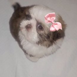 Shih Tzu Puppies from Shantii's Shih Tzu's