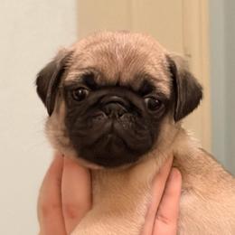 Jackson (Gray Collar) - Fawn male Pug puppy in Frisco, Texas from RD Pugs