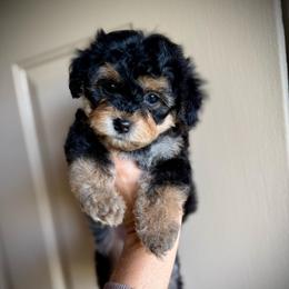 Girl 2 - Black and tan female Yorkipoo puppy in Danielsville, Georgia from Meg's Doodles and Poodles