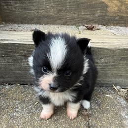 Bernard - Black and tan parti male Pomeranian puppy in Zionville, North Carolina from Shaner Poms