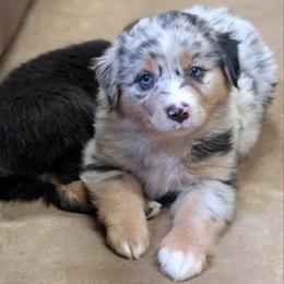 Lucky - Blue merle male Miniature Australian Shepherd puppy in Crockett, Texas from Pleasant Grove Aussies