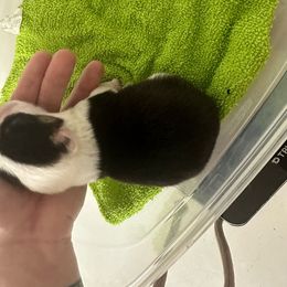 Nova Storm - Black and tan Pembroke Welsh Corgi puppy in Napoleon, North Dakota from Enok Corgis
