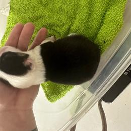 Nova Storm - Black and tan Pembroke Welsh Corgi puppy in Napoleon, North Dakota from Enok Corgis