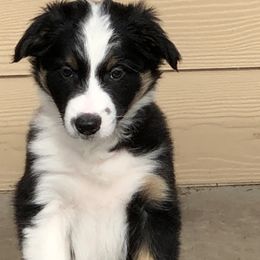 Border Collie Puppies from Burke BC’s