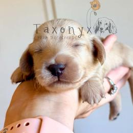 Rupert - Cream male Dachshund puppy in Valley Center, California from Taxonyx Cream Dachshunds