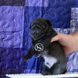 Male1 - Black male Pug puppy in Cheyenne, Wyoming from Viking Kennel