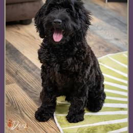 Tuscon - Black male Cockapoo puppy in Connersville, Indiana from Deaz Doodle Ranch