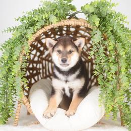 Fumiyo - Black and tan male Shiba Inu puppy in Neosho, Missouri from Sunny Terrace Shibas