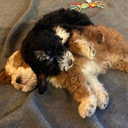 Bernedoodle and Goldendoodle Puppies from Quartz Mountain Doodles
