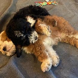 Bernedoodle and Goldendoodle Puppies from Quartz Mountain Doodles