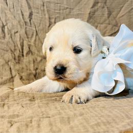 Girl 1 - Light golden female Golden Retriever puppy in Decatur, Indiana from Sporting Ridge K9’s