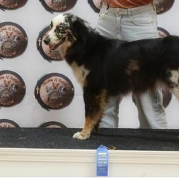 DeeDee - Australian Shepherd