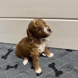 Noelle (Gray) - Red  female Goldendoodle puppy in Newaygo, Michigan from West Michigan Doodles and Poodles