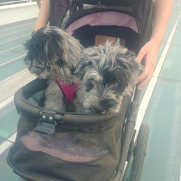 Bergamasco Sheepdog Puppies from Spellbound Bergamascos