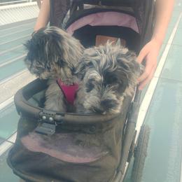 Bergamasco Sheepdog Puppies from Spellbound Bergamascos