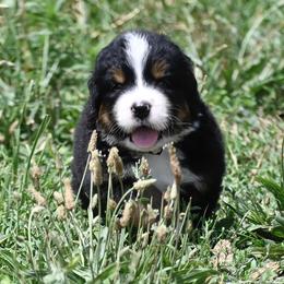 Bernese Mountain Dog, Golden Mountain Dog, and Golden Retriever Puppies from Grateful Bernese & Gage's Goldens