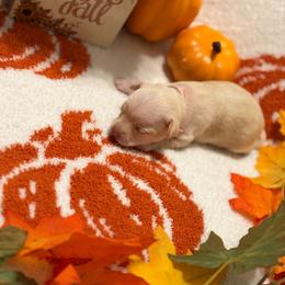 Winnie - Cream female Chihuahua puppy in Seneca, Missouri from Stephanie’s Puppy Colony