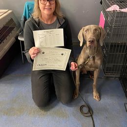 Weimaraner All Grown Up from Ball Bluff Kennel