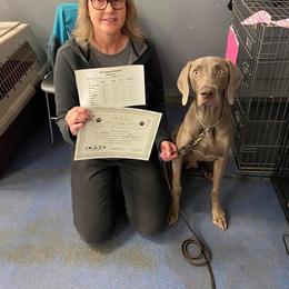 Weimaraner All Grown Up from Ball Bluff Kennel