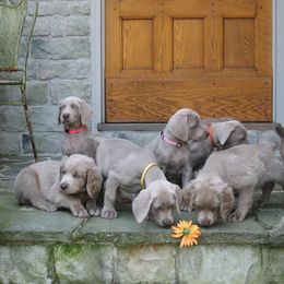 Weimaraner Puppies from Simpatico