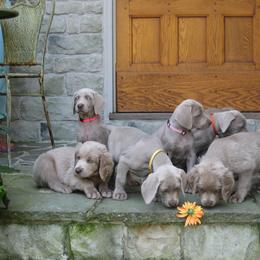 Weimaraner Puppies from Simpatico