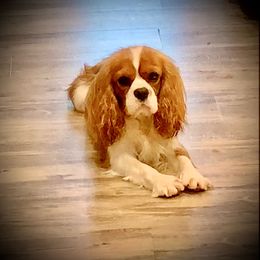 Jaxson - Cavalier King Charles Spaniel