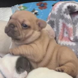 Gertie - Blue fawn female French Bulldog puppy in Dubois, Idaho from White Hippo Frenchies
