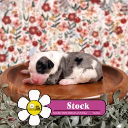 Stock - Blue merle and white male Sheepadoodle puppy in Cleveland, Tennessee from Narrow Path Old English & Sheepadoodles