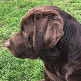 Labrador Retrievers from All Three Colors Labs