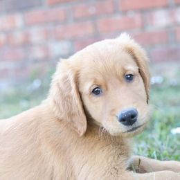 Golden Retriever Puppies from A&W Goldens