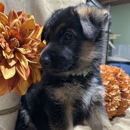 Zeus - Black and red male German Shepherd puppy in Big Rapids, Michigan from Misty Hills German Shepherds