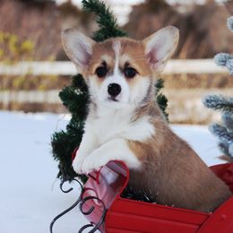 Yola - Red female Pembroke Welsh Corgi puppy in Pollock, Missouri from Northstar