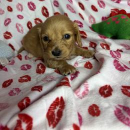 Chester - Cream male Dachshund puppy in Lake City, Florida from My Ditzy Doxies of Florida