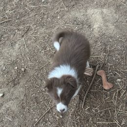 Garnet - Red female Border Collie puppy in Hopedale , Ohio from Whipple Farms