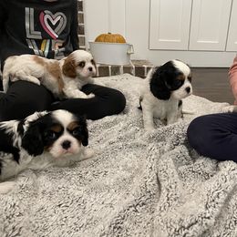 Cavalier King Charles Spaniel Puppies from Ridgefield Cavaliers