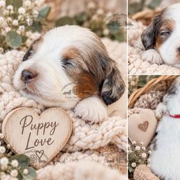 Mr. Red-3800 - Dapple male Dachshund puppy in Sparr, Florida from From the Heart Doxies