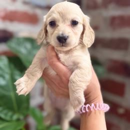 Celeste - Cream female Dachshund puppy in Baton Rouge, Louisiana from Bayou d’Elara Dachshunds