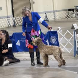 Ollie - Lagotto Romagnolo