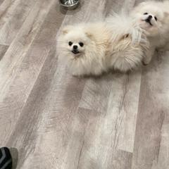 Avie - Pomeranian