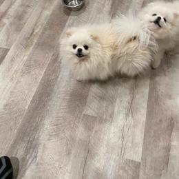 Avie - Pomeranian