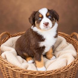 Tinley- Has Tail and Videos - Red tri-color female Australian Shepherd puppy in Troy, South Carolina from Lana Corley- Australian Shepherds of 3/W Farms