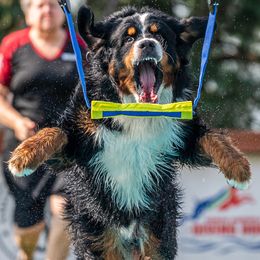 Bernese Mountain Dogs from Tollhaus Bernese Mountain Dogs