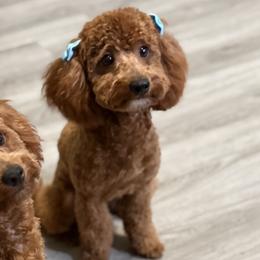 Chanel - Poodle