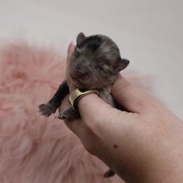 Sprinkle - Blue merle female Pomeranian puppy in Concord, California from Eelan’s Poms